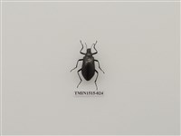 藏品(鞘翅目(一))的圖片